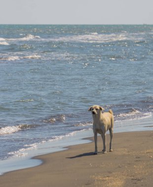 Sahilde altın geri almak