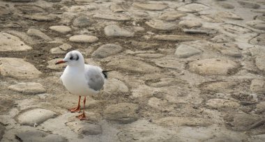 Kayalıklarda martı