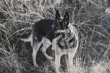 Tarlada siyah köpek çobanı
