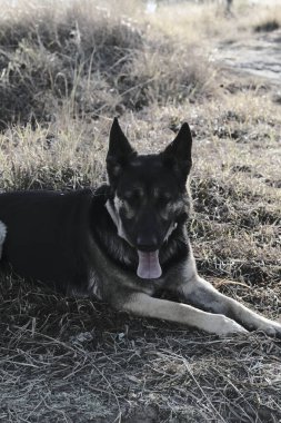 Alman çoban köpeği çimlerin üzerinde yatıyor.