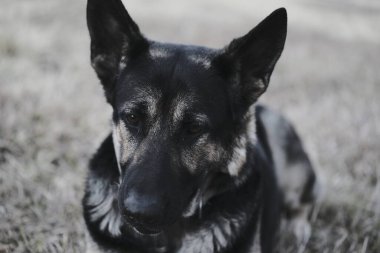 Yeşil çimlerin üzerinde Alman çoban köpeği