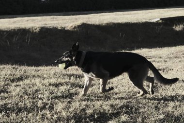 Sahada oynayan siyah beyaz çoban köpeği. yüksek kaliteli fotoğraf