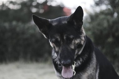 Alman çoban köpeği parkta.