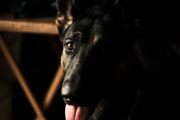 Alman çoban köpeği, manzarayı kapat.