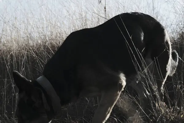 Çimlerde siyah köpek