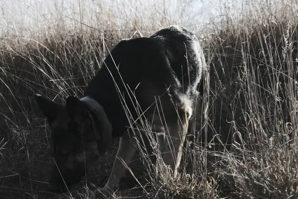 Tarladaki köpek
