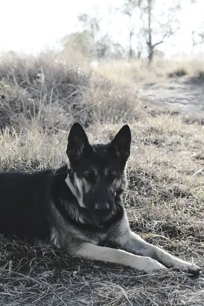 Parktaki köpek