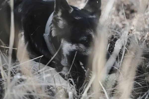 Köpek çiftleşmesi Alman çoban köpeği