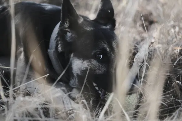 Çimlerde siyah köpek