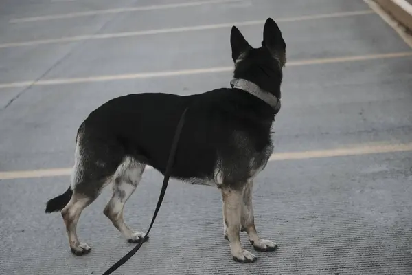 Bir köpek yolda duruyor.