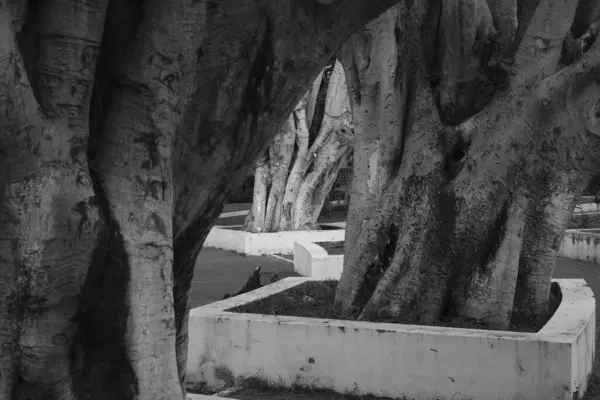 Parktaki ağaç dalları, bitki örtüsü ve doğa.