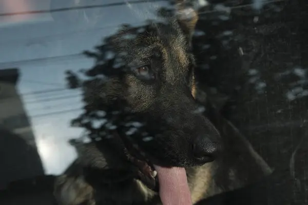 Şehirde köpek var.