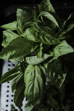 Yeşil fesleğen yaprakları siyah bir tencerede, yakın