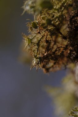 Bahçedeki bir bitkiyi kapat.