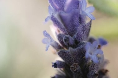 Bahçede güzel mor bir lavanta. Kapat..