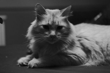 Siyah - kırmızı gözlü beyaz kedi.