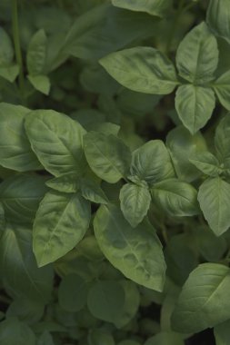 Bahçedeki çalıların yeşil yaprakları