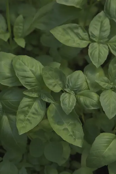 Bahçedeki çalıların yeşil yaprakları