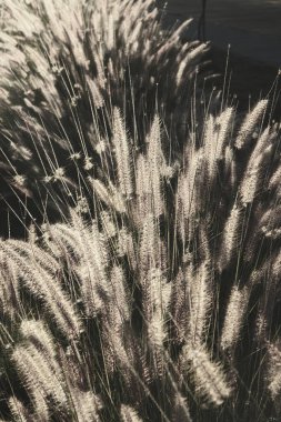 Kentsel bir ışık cebindeki çiviler