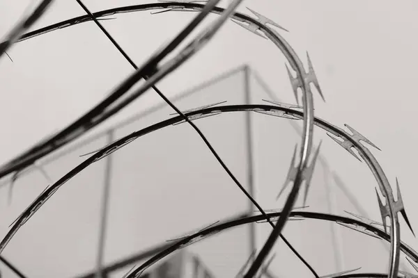 Tek renkli dikenli teller.