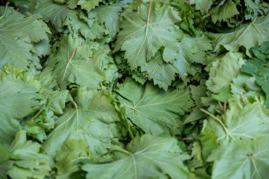 Üzüm yaprakları için yukarıdan ya da yukarıdan bakıldığında beyaz pankartta etiket alanı olarak fiyat etiketi olan görünümü kapat