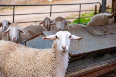 Lamb ambardaki kameraya bakıyor.