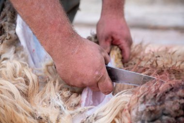 Bir koyunun boynu kesiliyor ve Allah için kurban olarak yerde kan var. Kurban bayramda.