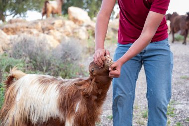 Kurban Bayramı öncesinde bir çiftlik hayvanı pazarında yaşını belirlemek için bir keçinin dişlerini kontrol eden bir adamın resmi