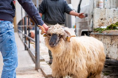 Bayramda koyun, keçi ve sığır gibi kurbanlık hayvan alıp satma geleneği kutlamanın ayrılmaz bir parçasıdır.