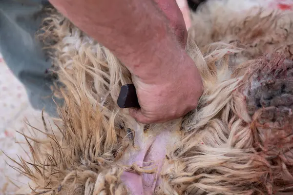 Stock image man holding knife and start removing sheepskin