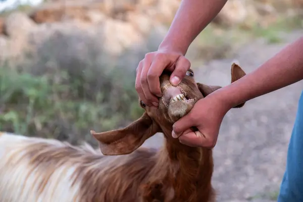 stock image Image of A Man Checks The Teeth Of A Goat To Determine Its Age At A Livestock Market Ahead Of The Muslim Festival Of Eid Al-Adha