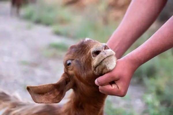 stock image Image of A Man Checks The Teeth Of A Goat To Determine Its Age At A Livestock Market Ahead Of The Muslim Festival Of Eid Al-Adha