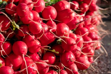 Taze biçilmiş sebzelerle çiftçilerin elleri. At turpu. Yaz salatası malzemesi, sağlıklı beslenme, vejetaryen beslenme unsuru. Tarım ekosu üretimi