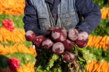 Kök sebze pazarındaki müşteriye satılmak üzere pancar tutan erkek.