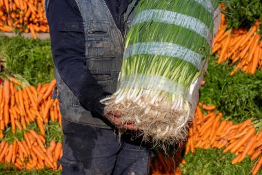 male holding fresh green onion with carrots in the background at his Root Vegetables market place with a smile on his face clipart