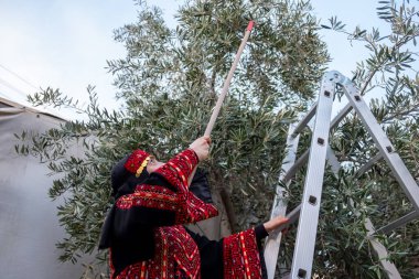 Filistinli kadın geleneksel giysiler içinde ağaçtan zeytin topluyor