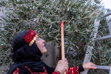 Filistinli kadın geleneksel giysiler içinde ağaçtan zeytin topluyor