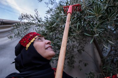 Filistinli kadın geleneksel giysiler içinde ağaçtan zeytin topluyor