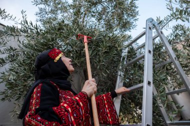 Filistinli kadın geleneksel giysiler içinde ağaçtan zeytin topluyor