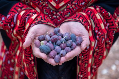 Filistinli kadın elinde zeytin yumağı tutuyor.
