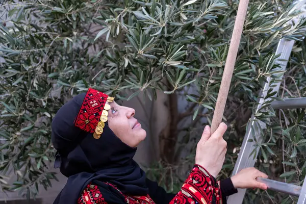 Filistinli kadın geleneksel giysiler içinde ağaçtan zeytin topluyor
