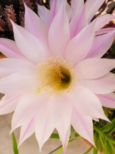 stock image Purple cactus flower called queen of knight and lives in jordan