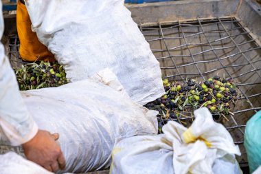 Daha sonra petrol üretmek için makineyi zeytinlerle dolduran işçiler