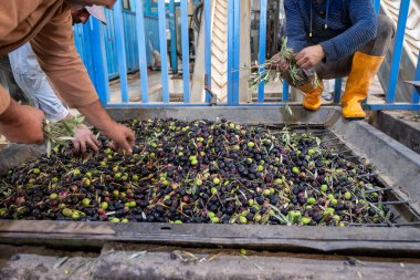 Daha sonra petrol üretmek için makineyi zeytinlerle dolduran işçiler