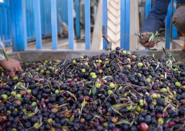 Daha sonra petrol üretmek için makineyi zeytinlerle dolduran işçiler