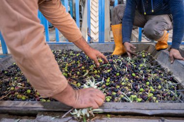 Daha sonra petrol üretmek için makineyi zeytinlerle dolduran işçiler