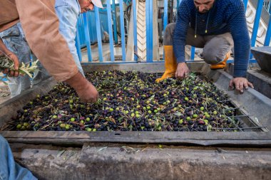 Daha sonra petrol üretmek için makineyi zeytinlerle dolduran işçiler