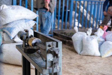 Tartı tartısı, arka planda işçiler ve daha sonra petrol endüstrisinde sıkıştırılacak zeytin paketleri.