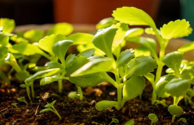Güneş yeşil küçük bitkilere dokunur. Umut ve yeni yılı temsil eder.