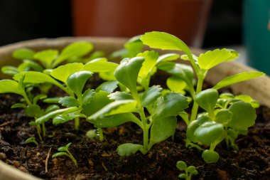 Güneş yeşil küçük bitkilere dokunur. Umut ve yeni yılı temsil eder.